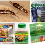 Bahan kimia dari earwigs