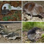 Shrew species