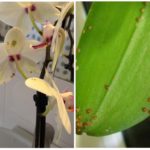Orhideje na orhidejama