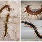 Scolopendra na území Krasnodar