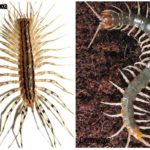 Centipede og Scolopendra