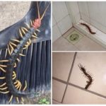 Scolopendra στο σπίτι