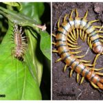 Centipede un Scolopendra
