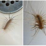 Centipede a lakásban