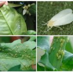 Aleurodes et pucerons sur les plantes d'intérieur