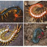 Spesies Scolopendra