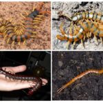 พันธุ์ Scolopendra