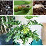 Rootworms, kaszát és fehér bolond
