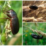 Scarabeo macinato a grana grossa