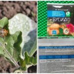 Bushido fra Colorado potato beetle