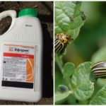 Ephoria rette for Colorado potet beetle