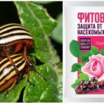 Fitoverm fra Colorado potato beetle