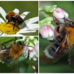 Thành phố Bumblebee