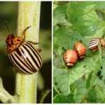 Colorado beetle