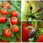 De coloradokever van Colorado op tomaten