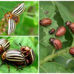 Colorado beetles