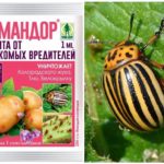 Betyr Commander fra Colorado potato beetle