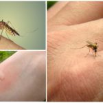 Ujed komaraca