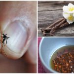 Narodni lijekovi za borbu protiv insekata