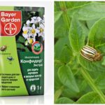 Confidor for the treatment of potato seeds from the Colorado potato beetle