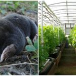 Moles in the greenhouse