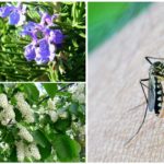 Insect repellent shrubs