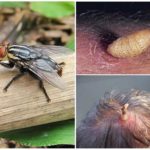 Hud menneskelig gadfly og dens larver
