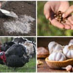 Maneiras folclóricas de lidar com besouros do Colorado