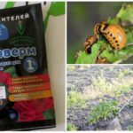 Anvendelse av phyto-farm fra Colorado beetles