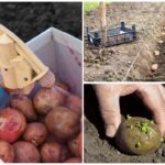 Potatoes before planting