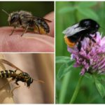 Biene, Hummel und Wespe