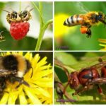 Razlika između bumbara, stršljena, ose, pčela