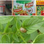 Gift fra biller på poteter
