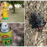 Sprayer av gadfly og gadflies
