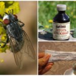 Narodni lijekovi za gadflies i gadflies