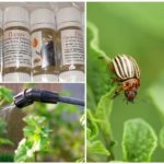 Un bourreau pour combattre le doryphore de la pomme de terre