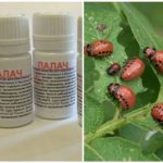 Tool Executioner fra Colorado potato beetle