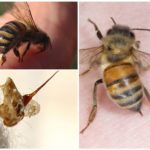 Bee og dens sting