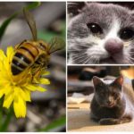 Abeille piquent sur les chats