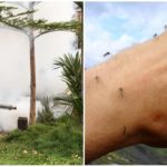 Profesjonell behandling av territoriet fra mygg