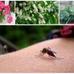 Meios populares de combate aos mosquitos