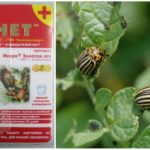 Sonnet fra Colorado potato beetle