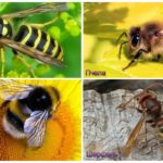 Diferencia de un abejorro, avispa, avispa, abeja