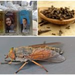 Folkelige måder at håndtere gadflies og gadflies på