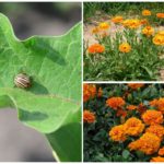 Planter afskrækkende Colorado kartoffelbille