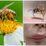 Pčela u ustima