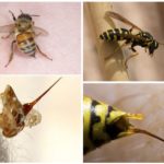 Bee og hve deres sting