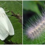 Mariposa blanca americana