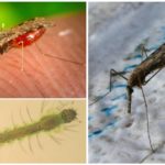 Malaria myg
