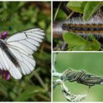 Caterpillar og Butterfly Hawthorn